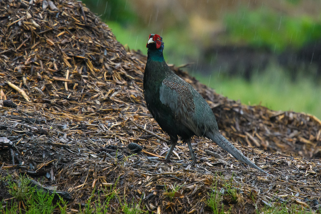 Our birding in the area is varied. In the agricultural areas we’ll look for Japan’s national treasure, the Green Pheasant…
