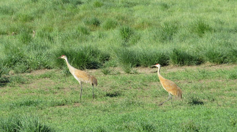 …while in nearby meadows we could see a locally breeding pair of Sandhill Cranes…