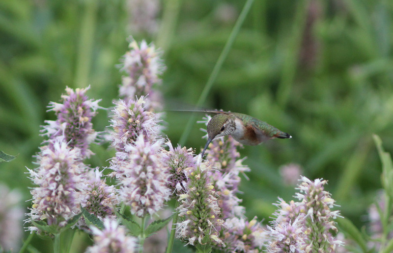 …or perhaps a migrant Rufous Hummingbird in a field of horsemint.

