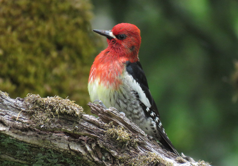 Some wonderful birds can be found in southern Oregon, such as Red-breasted Sapsucker…