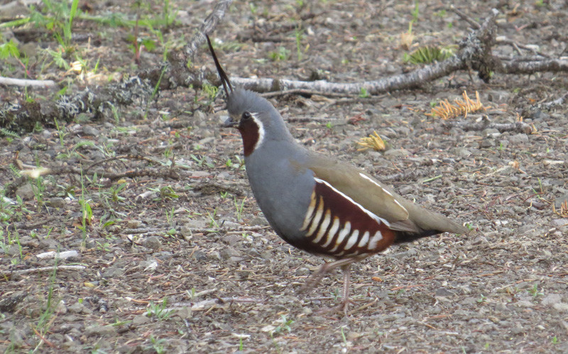 As we bird through the morning we may come across a covey of Mountain Quail…