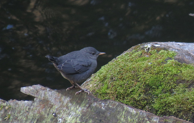 On the way back to Ashland for our next-to-last play and group dinner, we’ll stop at likely spots for American Dipper.