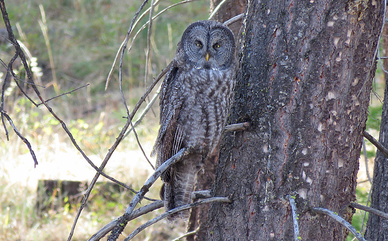 …or we could get even luckier with one of several known territories of Great Gray Owl.
