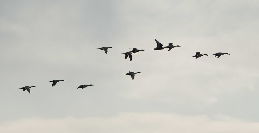 On the coast, wildfowl such as these Northern Pintail are migrating.