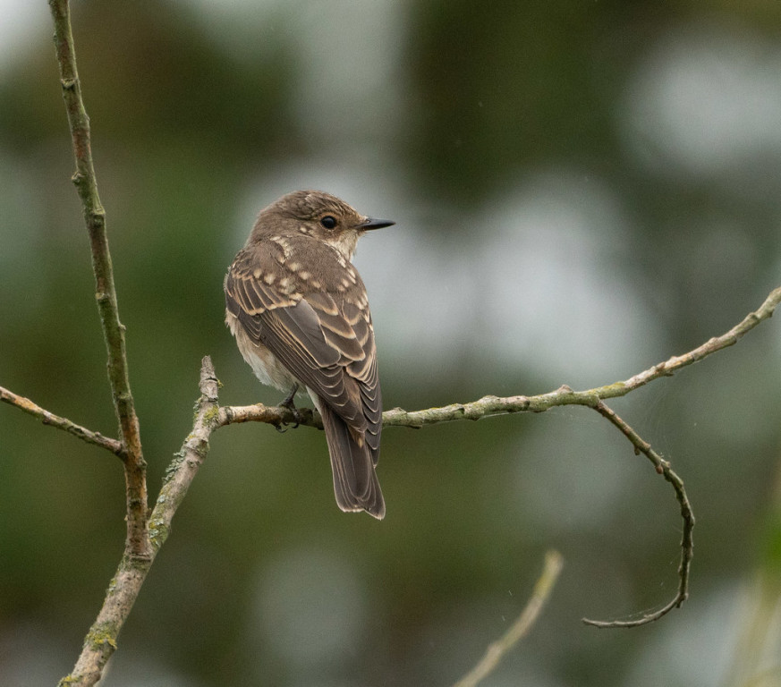 Grounded migrants include this Spotted Flycatcher.