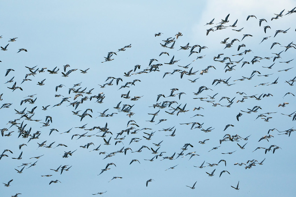 We’ll see big flocks of Barnacle Geese.