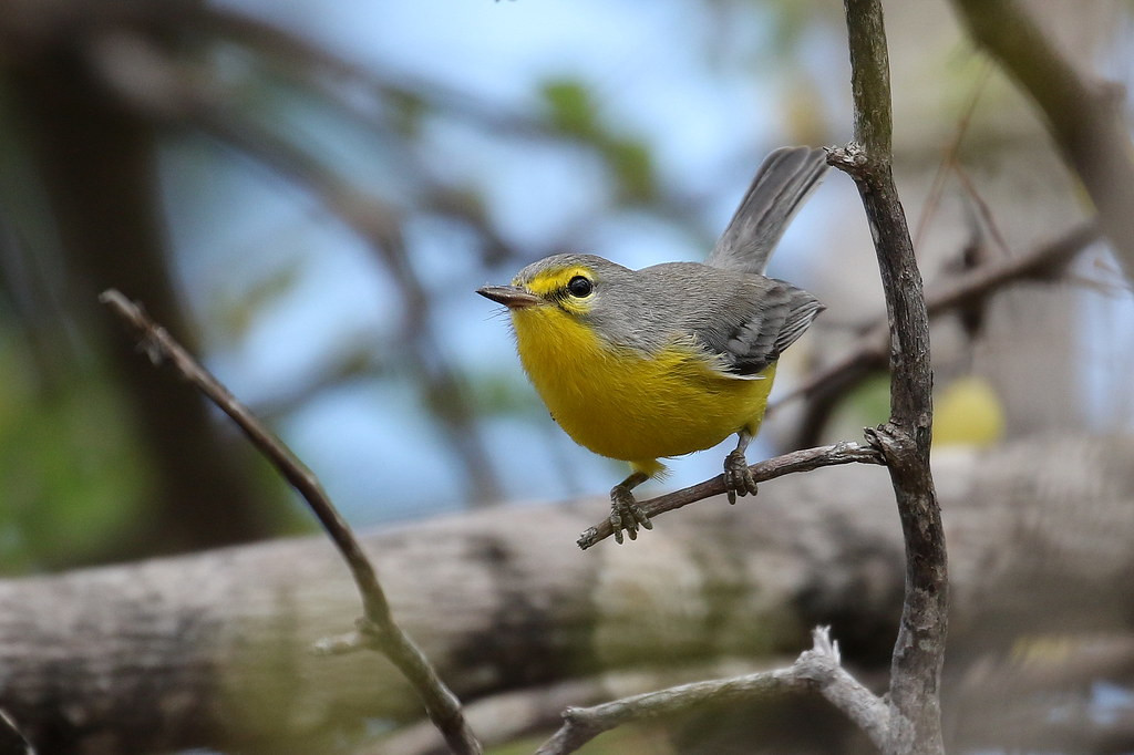 The Barbuda Warbler is one of four single island endemic warblers in the region (Béatrice Henricot).