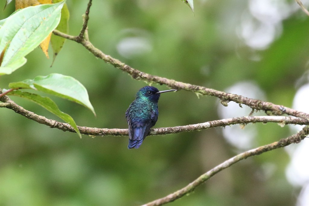 The tiny Blue-headed Hummingbird is a near endemic known only to Dominica and Martinique (Béatrice Henricot).