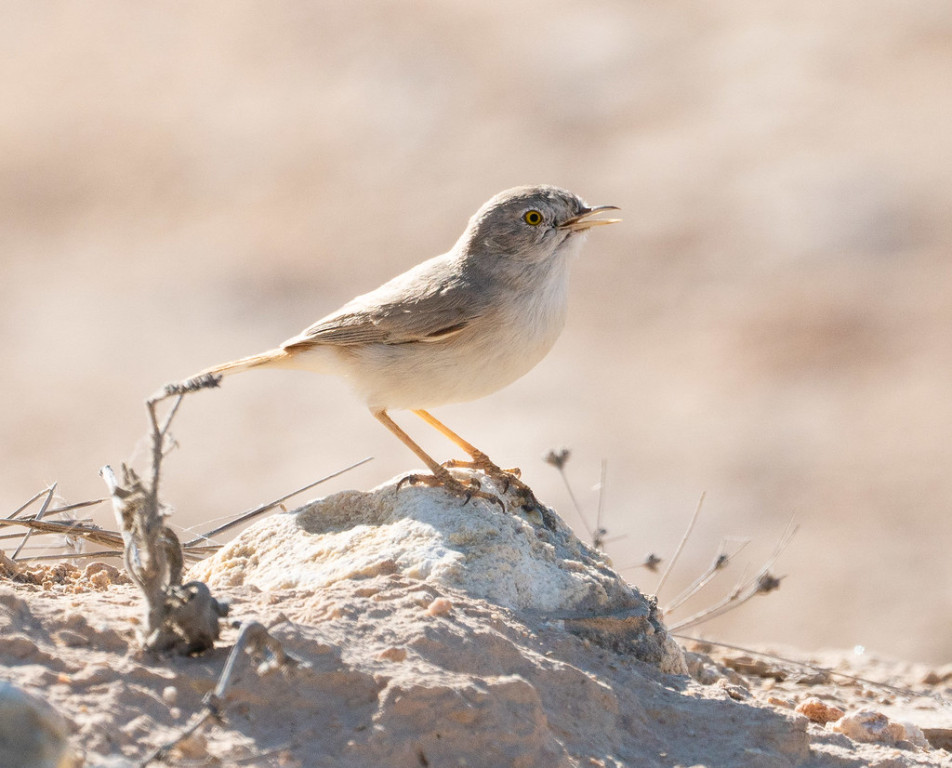 The low vegetation here is where we find Asian Desert Warbler