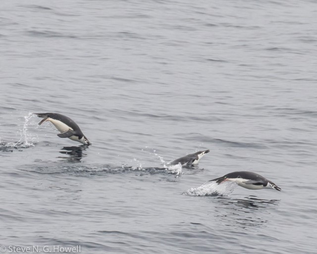 Or Chinstrap Penguins porpoising in their marine element.