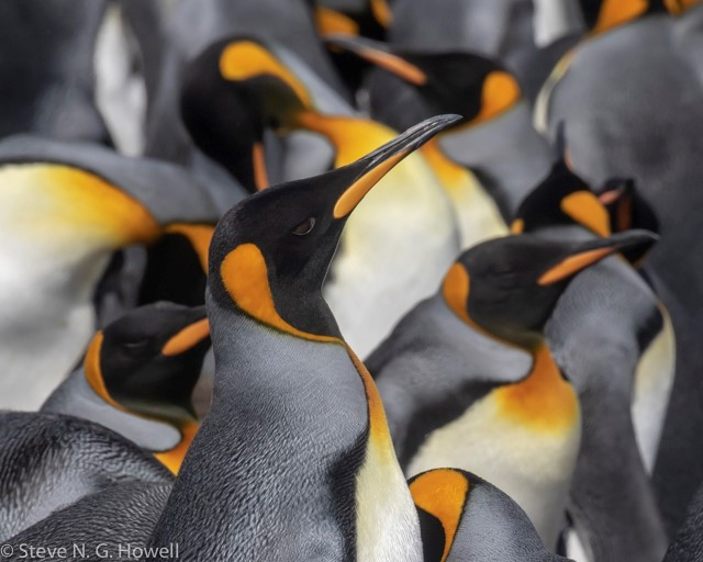 The up-close-and-personal colony of King Penguins at the Falklands…
