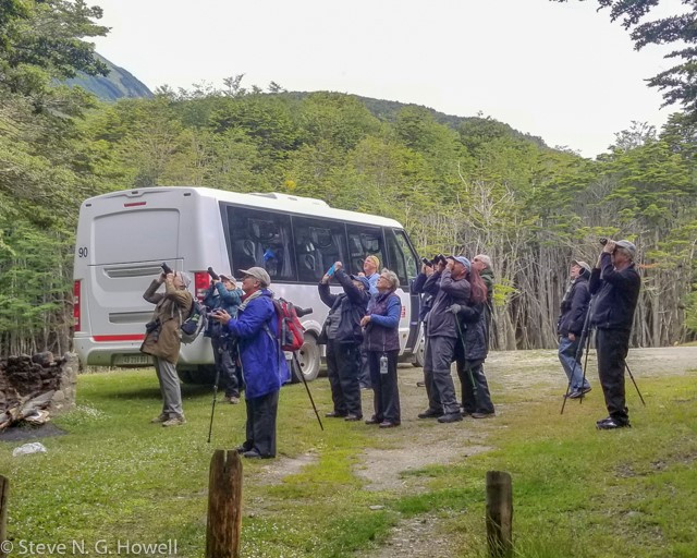 It wasn’t all seabirds, and here the group enjoyed an obliging male Magellanic Woodpecker.