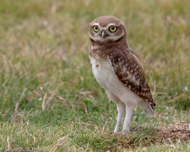 This young Burrowing Owl in Uruguay was another non-seabird highlight.