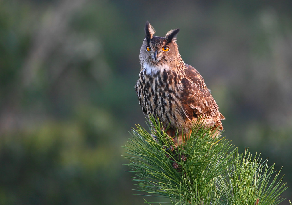 One of the largest owls in the world, the Eurasian Eagle Owl can be seen in escarpments and crags in Southern Portugal, as for example the Guadiana valley. (PM)