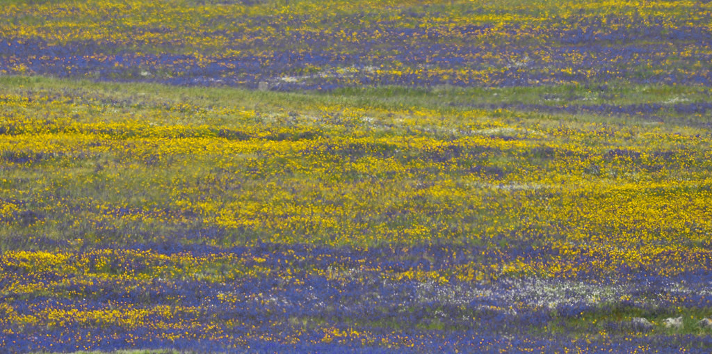 In Spring the flowers cover the steppe-like landscape of the Castro Verde plains. (RP)