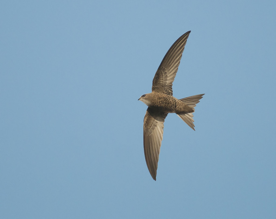 The Pallid Swift nests in all the charming towns where we are going to stay: Alcochete, Mértola and Tavira. (RP)
