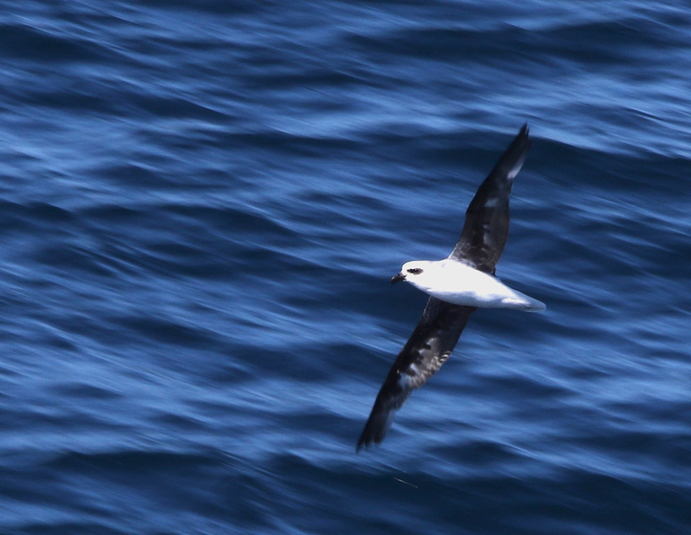 For the 2021 cruise we’ll cross the Tasman Sea twice, looking for a wide range of exciting pelagic species, like White-headed Petrel,