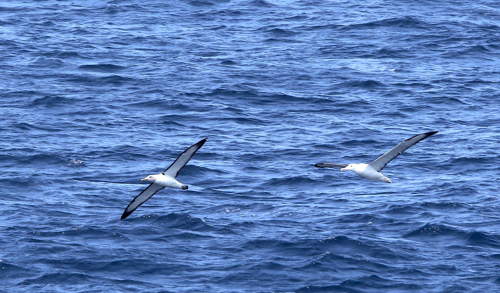 Often we’ll have multiple species of Albatrosses in view at once (here a Salvin’s and a Royal),