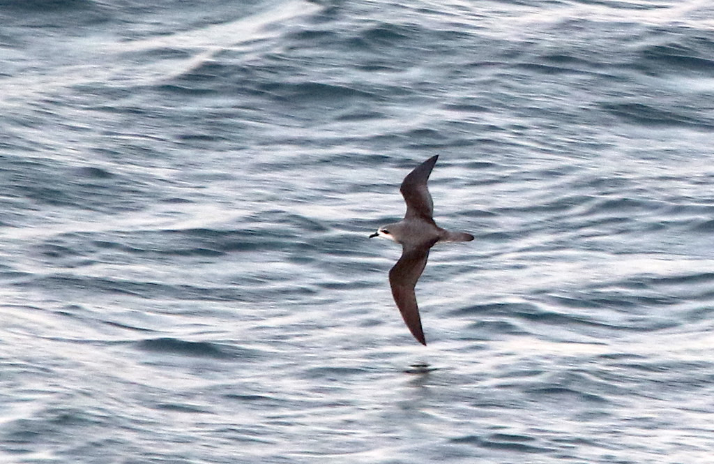 the sometimes common Cook’s Petrel, 