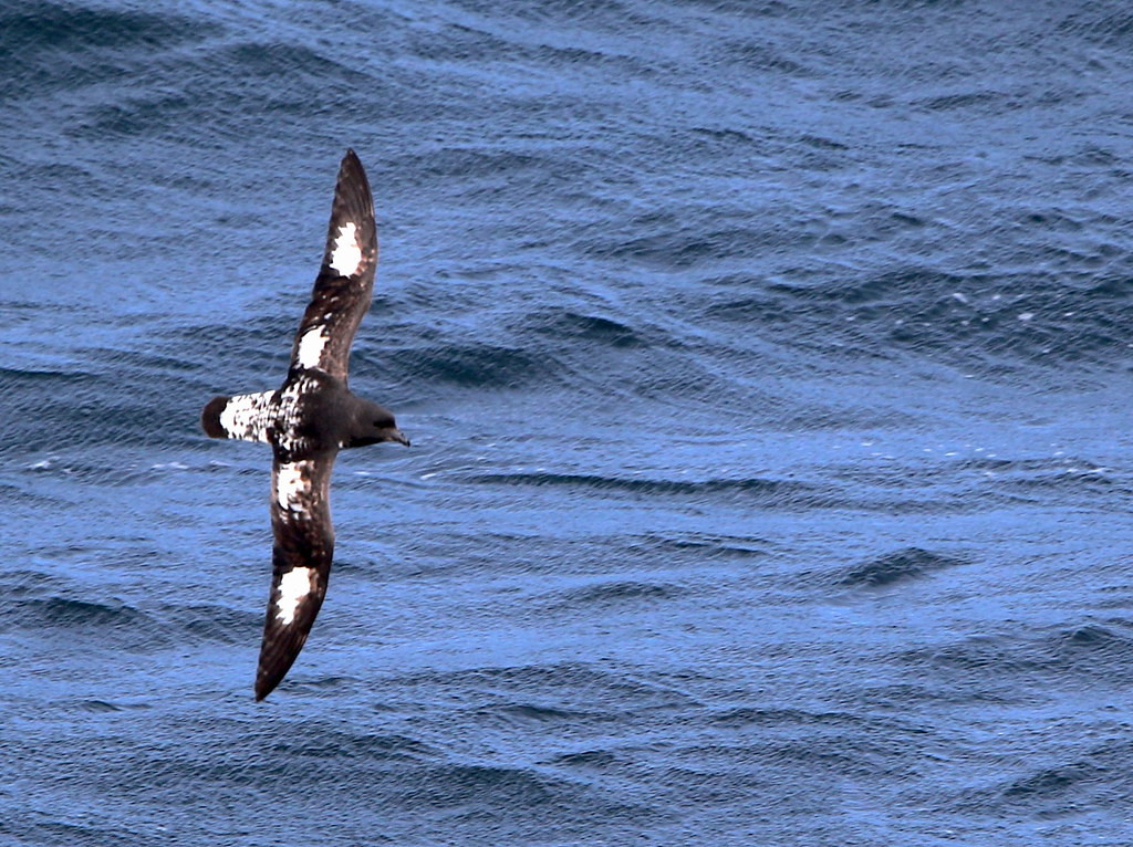 As we round the southern end of the South Island we should start seeing Cape Petrels following the ship,