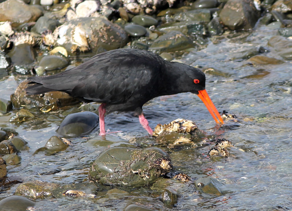 we’ll start rapidly picking up our first New Zealand endemics like this handsome Variable Oystercatcher,