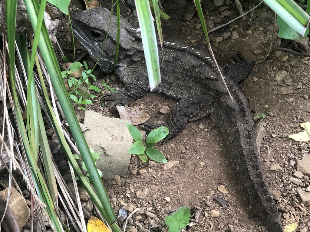 Here too we will look for the reintroduced population of Tuatara, an ancient lizard-like reptile that is slowly recovering in predator free parts of the country.
