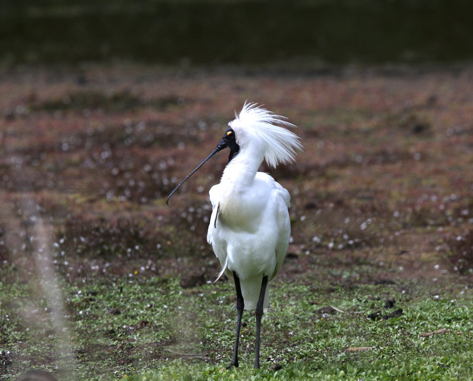 Royal (and Yellow-Billed) Spoonbills,