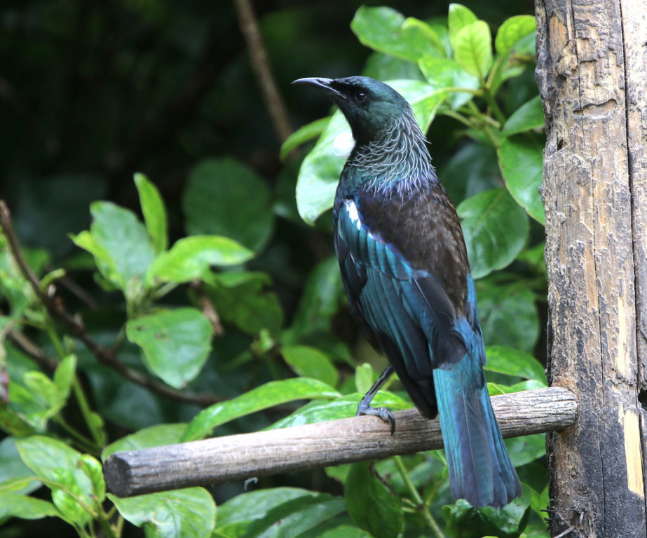 and the gaudy Tui, one of the countries two endemic species of honeyeaters.