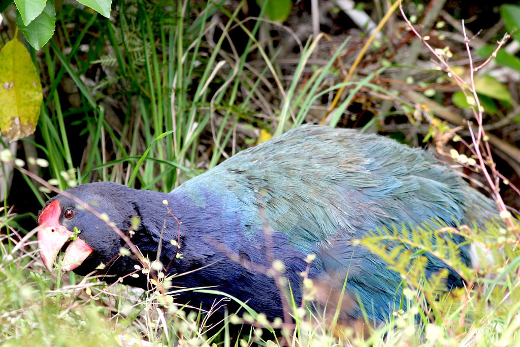 hulking Takahe might be along the creekbed,