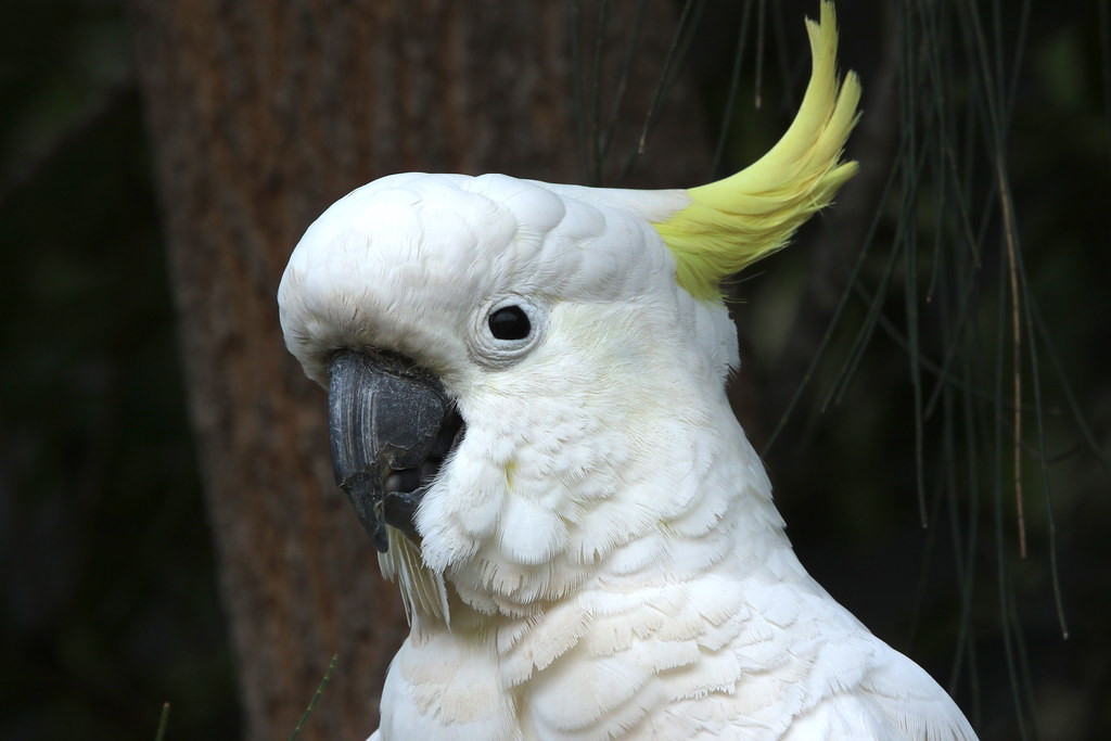 and comical Sulphur-crested Cockatoos will greet us in forested parks.
