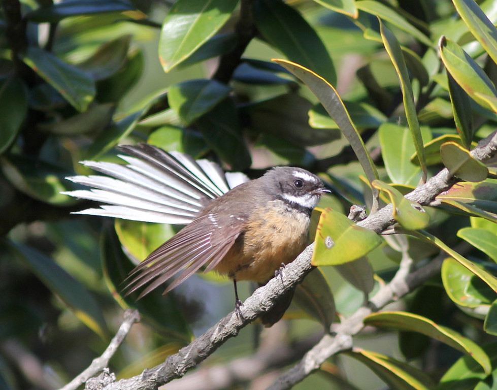 sprightly New Zealand Fantails,