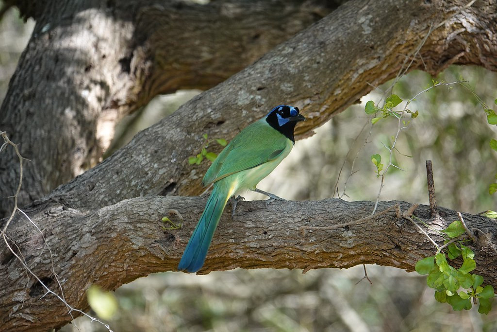 South Texas is small slice of the tropics nestled in the US.  With stunning birds like Green Jay… Image: Jian Cai 2020

