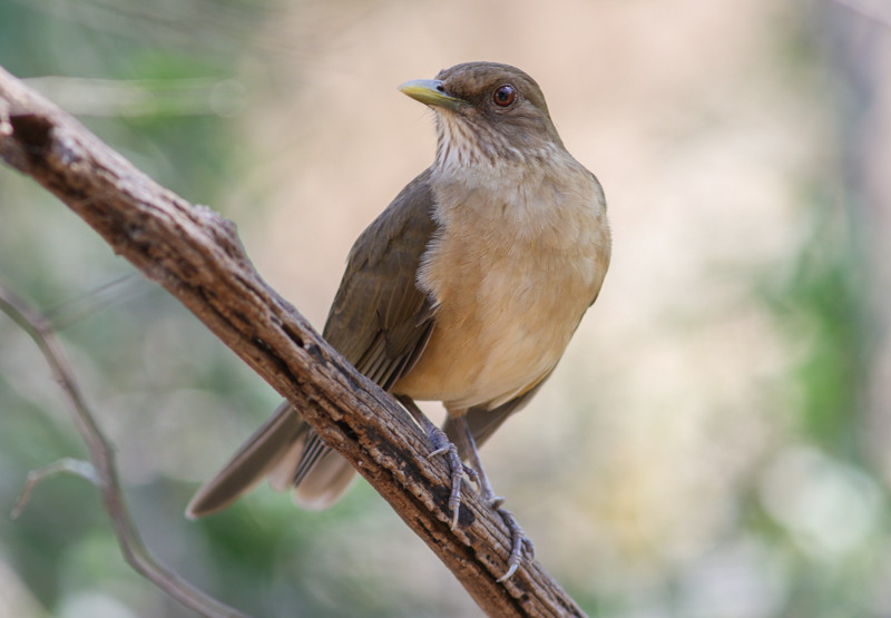 Some valley specialties are resident like Clay-colored Thrush … 