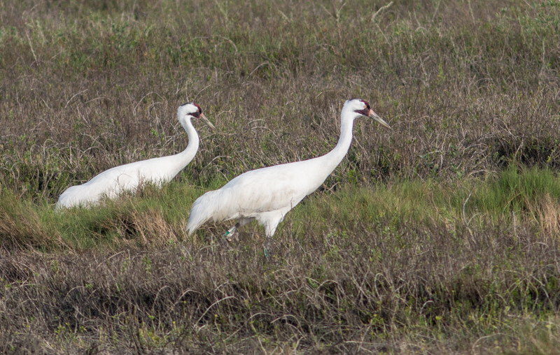 … but ultimately gets us close to foraging Whooping Cranes …