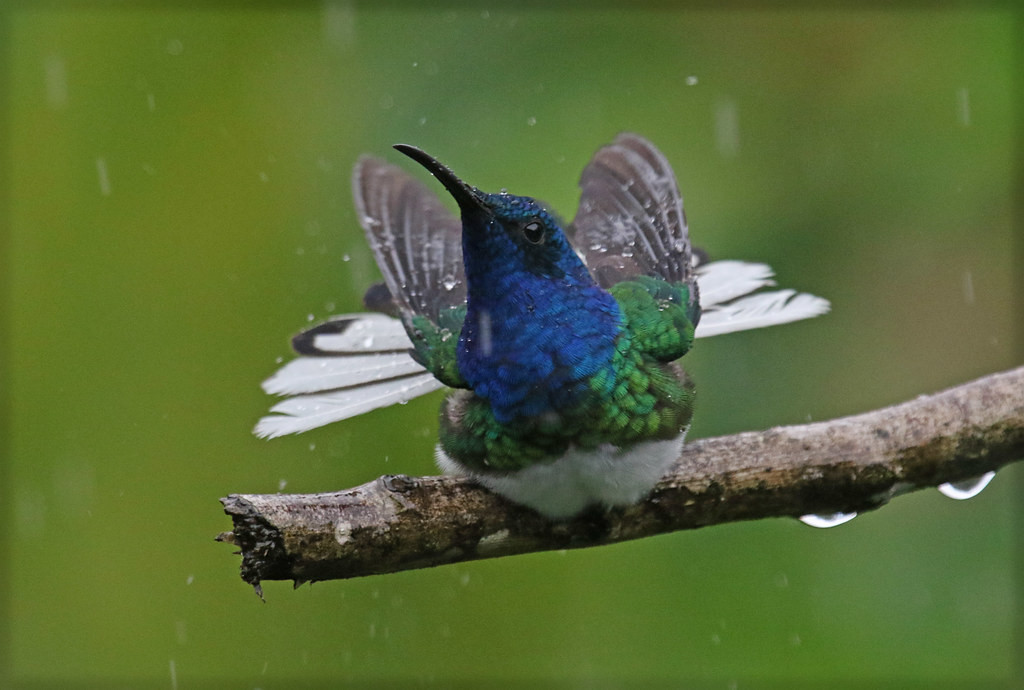 White-necked Jacobin, tail spread while bathing (PA)