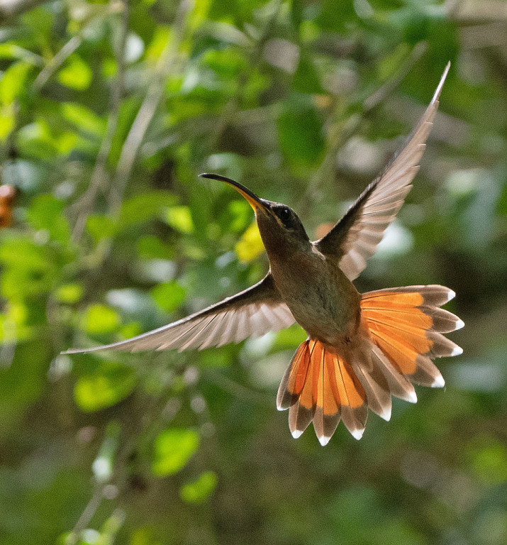 Rufous-breasted Hermit (PB)