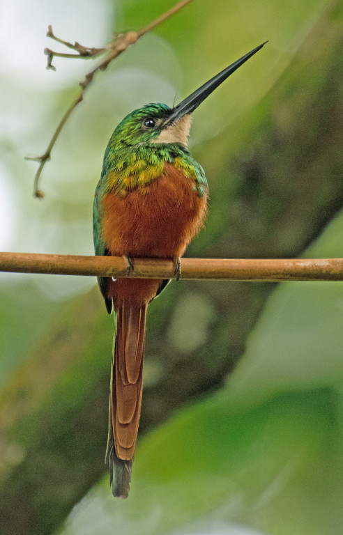 Rufous-tailed Jacamar (PB)