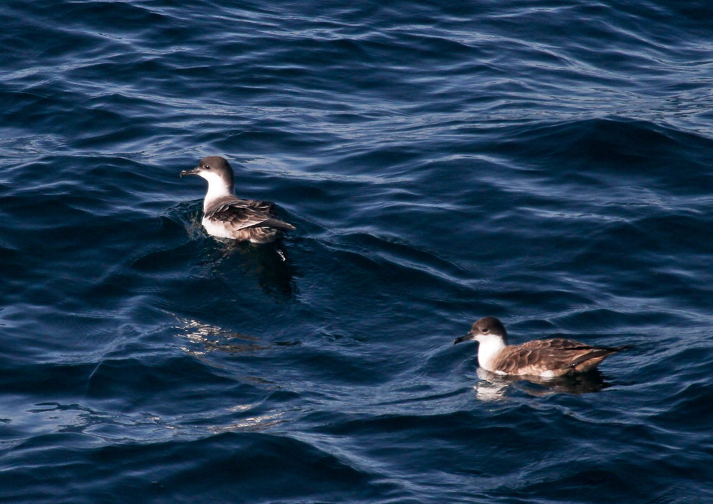 Great Shearwaters at rest