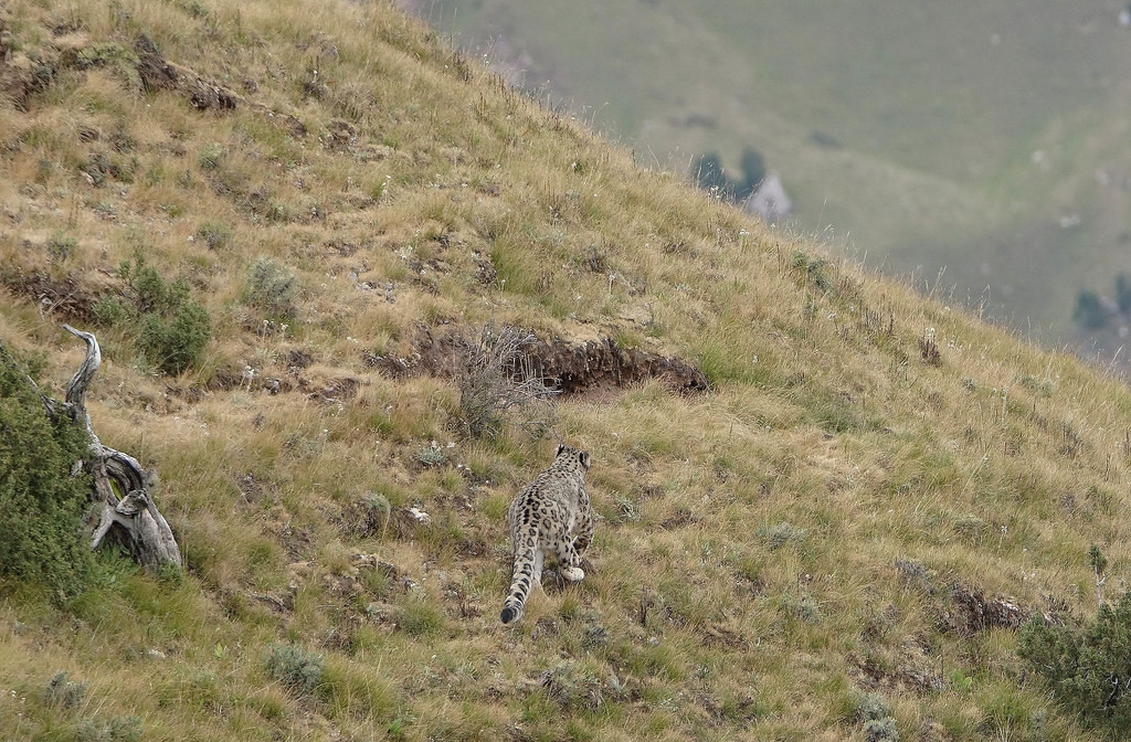 Snow Leopard will be the focus of our efforts…