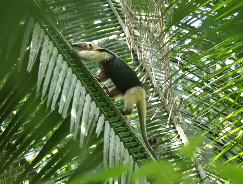 A Northern Tamandua clambering up a large palm frond. They use their impressive nails and prehensile tail to maneuver some precarious treetop situations.