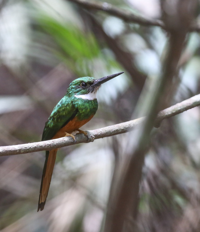 A male Rufous-tailed Jacamar waits patiently for an unsuspecting prey item to fly by.