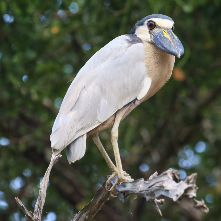 Boat-billed Herons do most of their hunting at night, using their large eyes to help find prey in the shallows, much like Night-Herons.