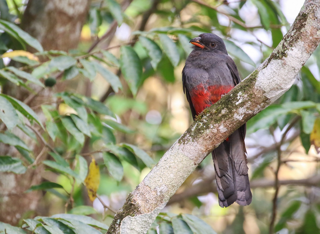 This female Slaty-tailed Trogon sat in the open for the better part of 20 minutes while we watched in awe.