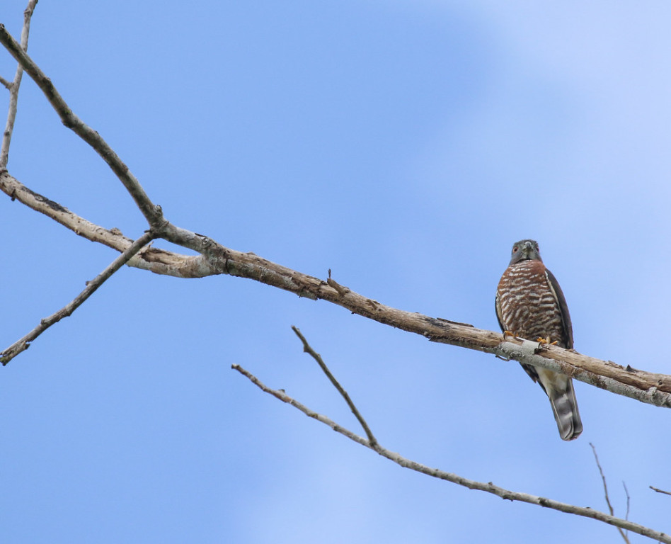 This Double-toothed Kite was sunning its plumage in the morning light before we came around the bend.