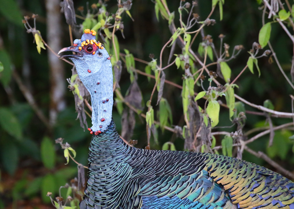 Ocellated Turkey, a bizarre and wonderful creature of Mesoamerican forests.