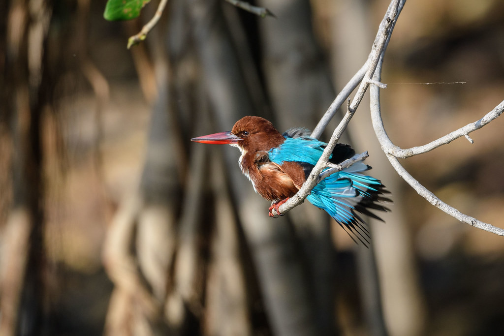 …as well as colorful gems like this White-throated Kingfisher (sm). 