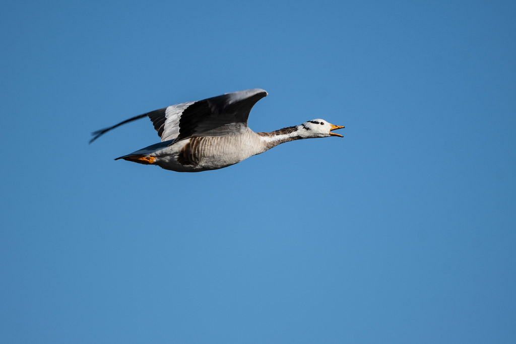 …including an abundance of waterfowl. Here, a Bar-headed Goose (sm)…
