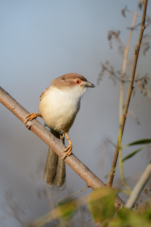 birds range from curious Yellow-eyed Babblers (sm)…
