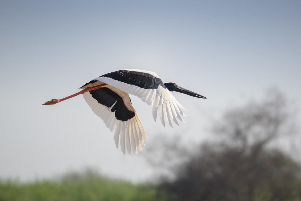 …and other waterbirds, such as this Black-necked Stork (sm).