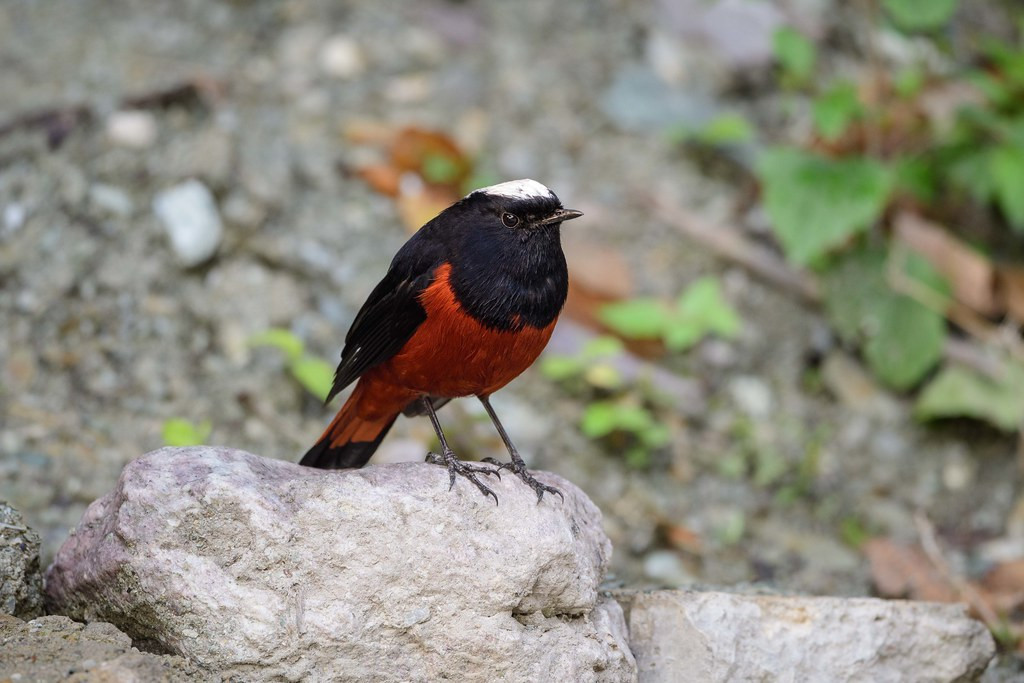 Along the streamsides we may find the wonderful White-capped Water-Redstart (sm)…